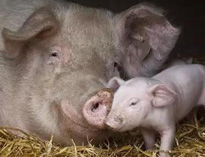 泔水不讓喂豬，舉報還有獎，拿什么拯救你？